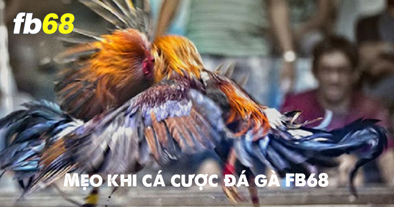 Mẹo khi tham gia chơi đá gà